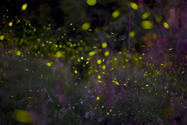 Fireflies drawing yellow sparks over a meadow at dusk