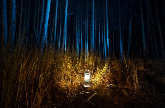 A lantern lit in tall grass among blue trunks at night